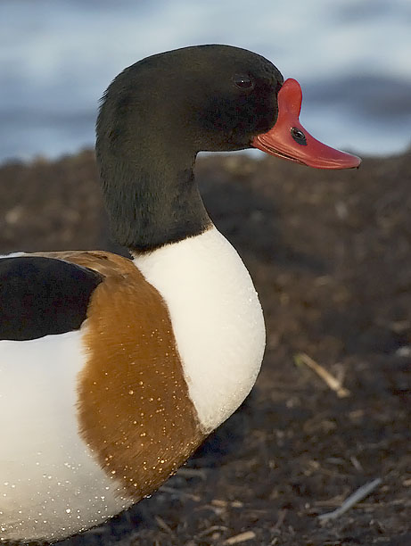 Ristisorsa, Common Shelduck, Tadorna tadorna